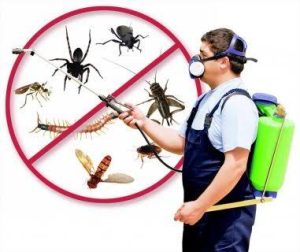 شركة رش مبيدات الحشرات بتبوك 